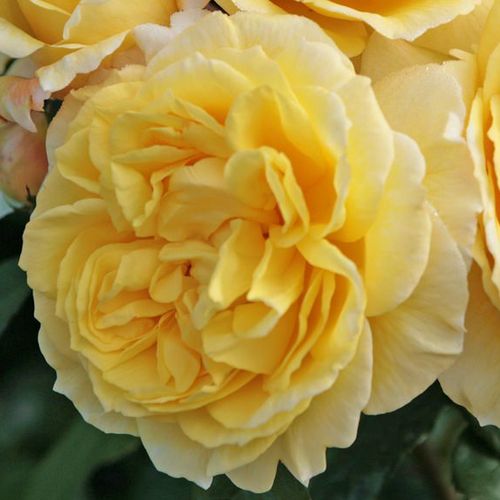 Geel - floribunda roos